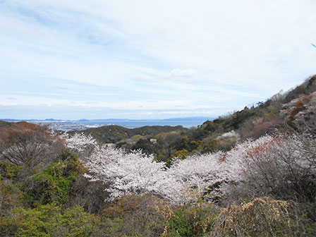 花見広場の様子の写真