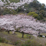 花見広場の様子の写真