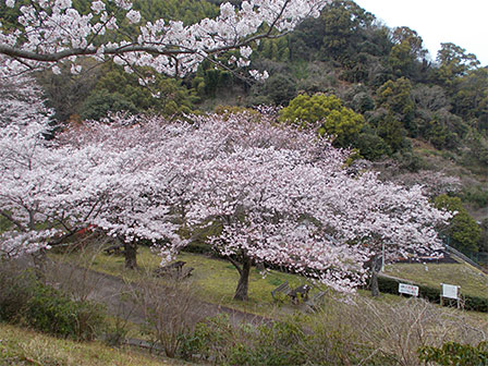 花見広場の様子の写真
