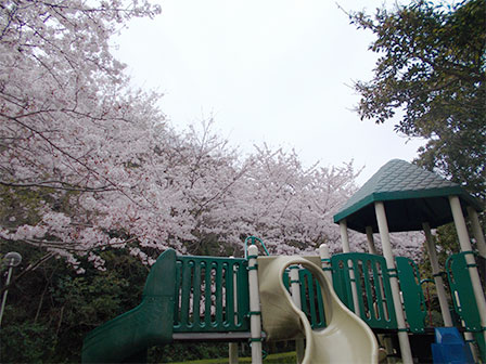 ちびっ子広場から見る桜の写真